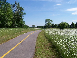 Bike Trail Daisies